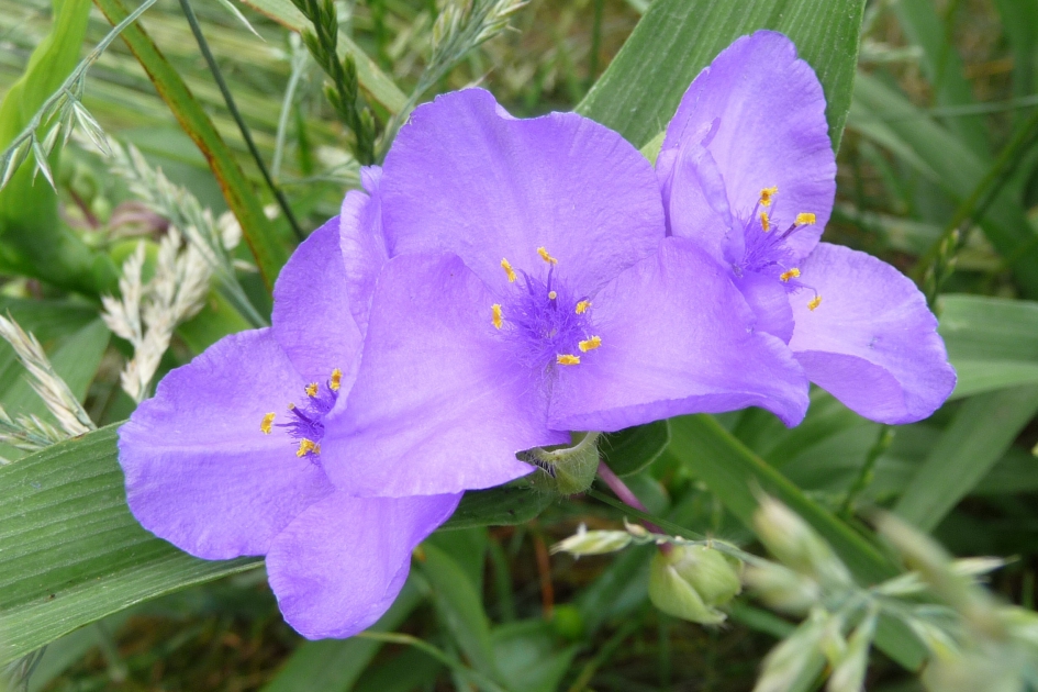 Eendagsbloem - Planten - 