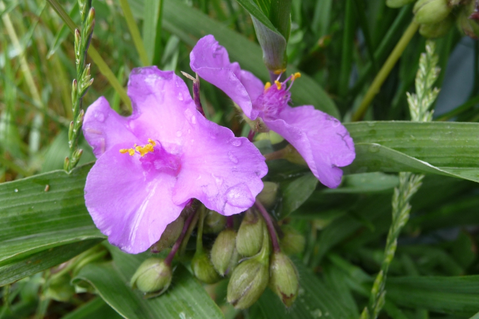 Eendagsbloem - Planten - 