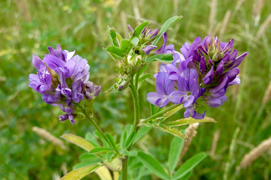 Lucerne - Planten - 