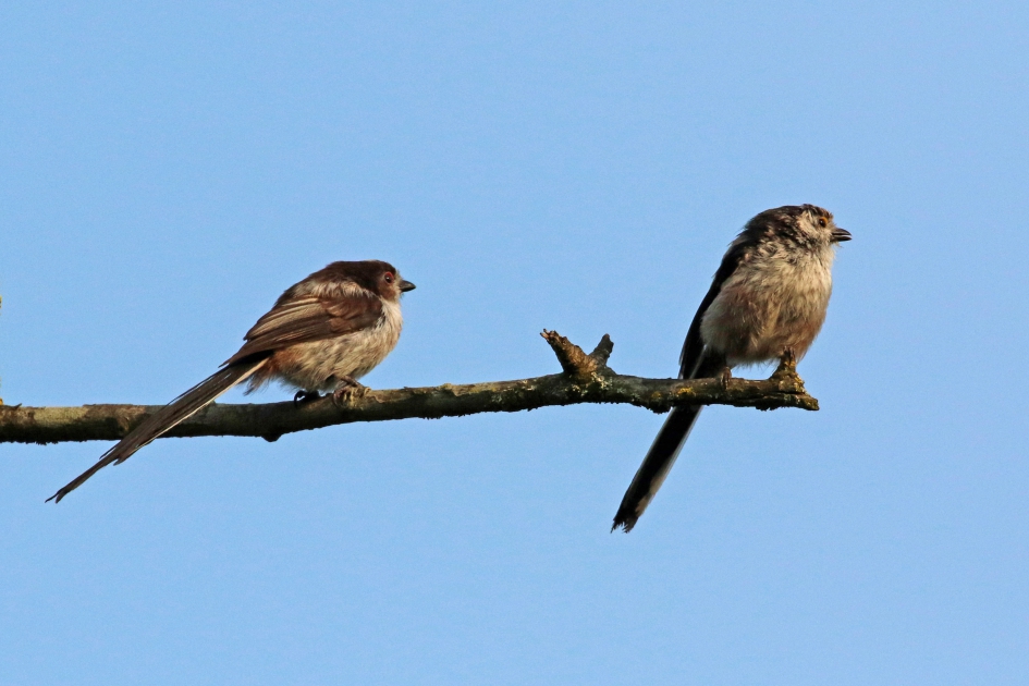 Twee generaties op één tak - Vogels - Staartmees