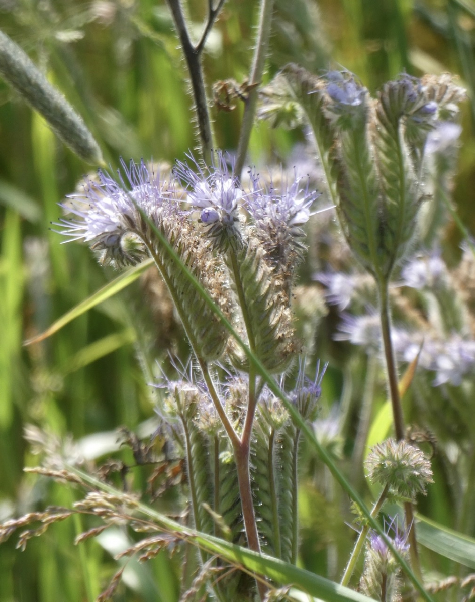 phacelia - Planten - 