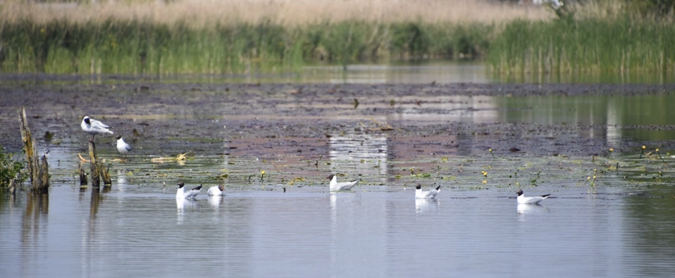 Kokmeeuwen - Vogels - 