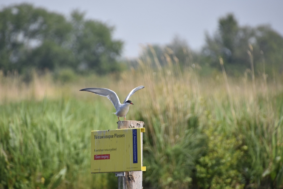 Visdiefje - Vogels - 