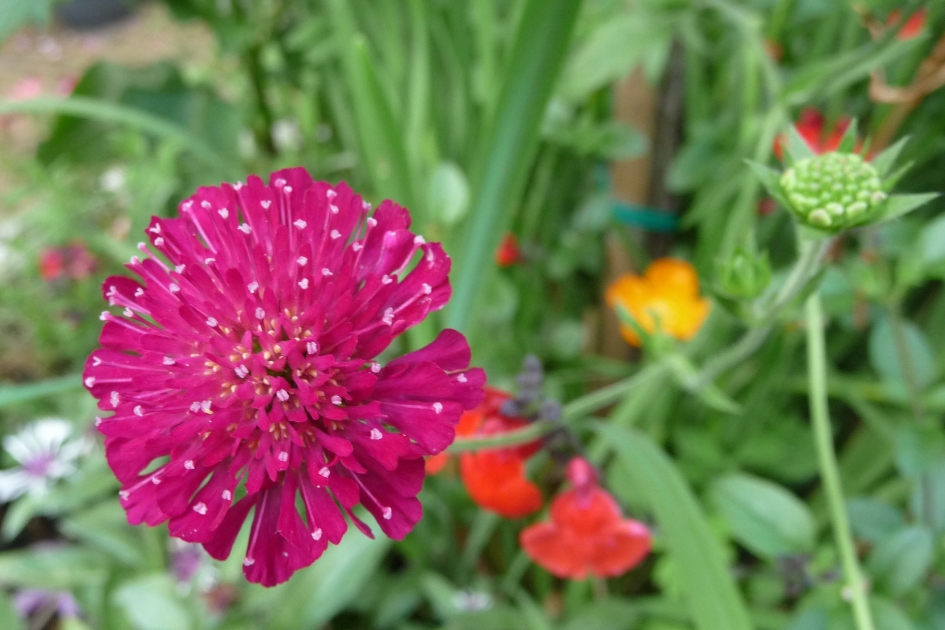 Duifkruid - Planten - 