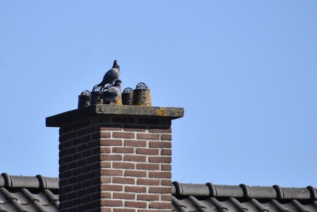 Naast de eksters ook de duiven op de schoorsteen