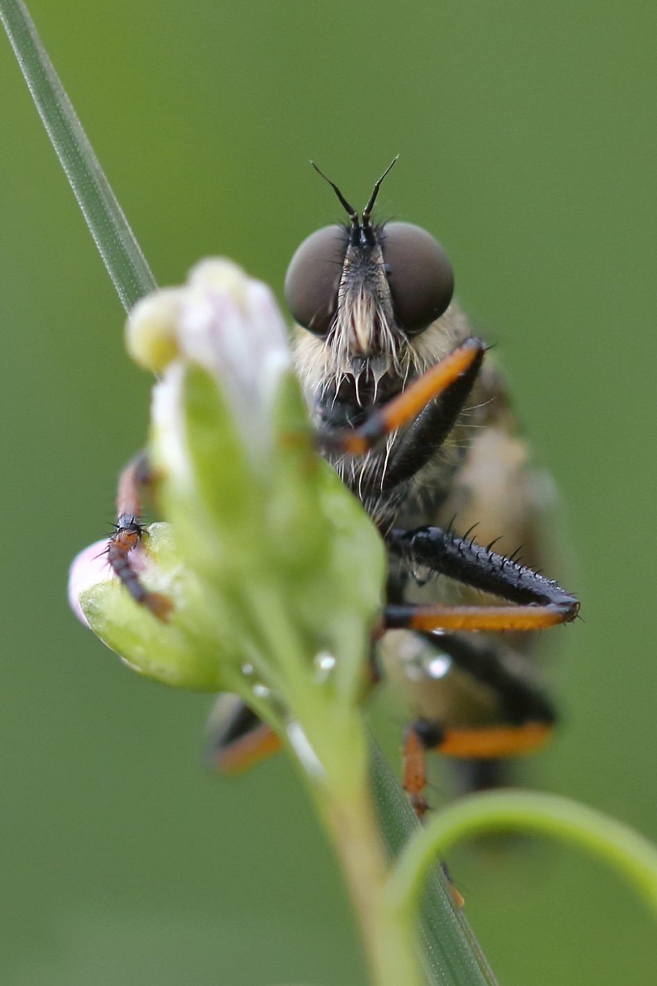 natte haartjes - Geleedpotigen - bruinvleugelroofvlieg