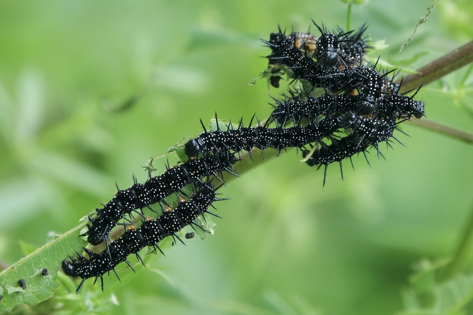 Nieuwe generatie onderweg - Geleedpotigen - Dagpauwoog
