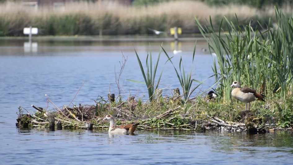Nijlganzen - Vogels - 
