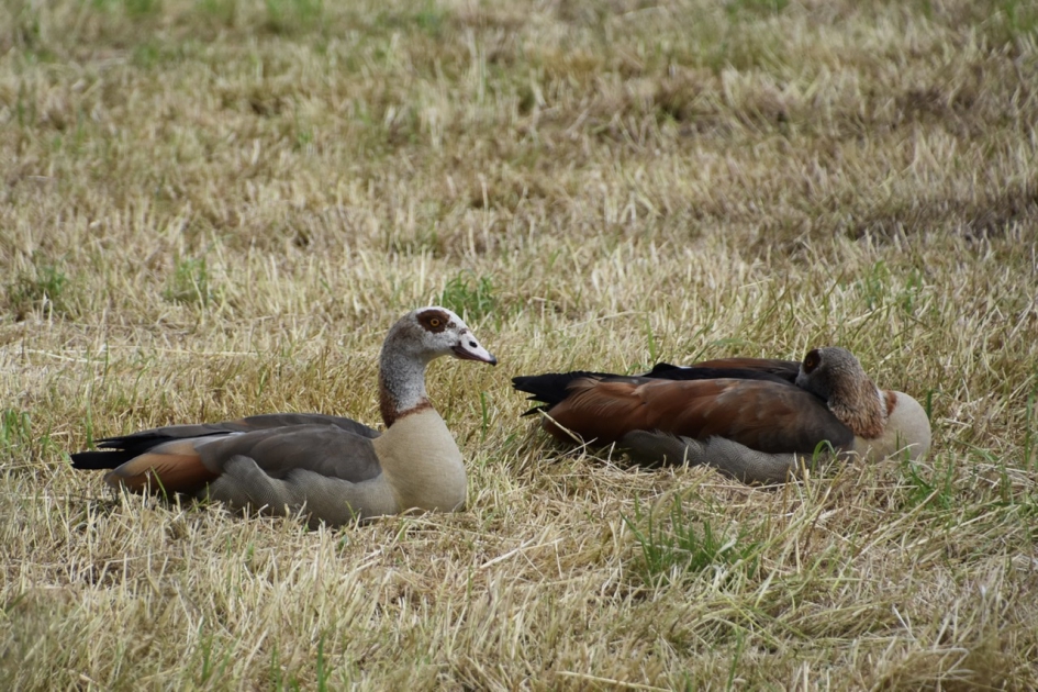 Nijlganzen - Vogels - 