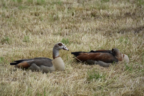Nijlganzen