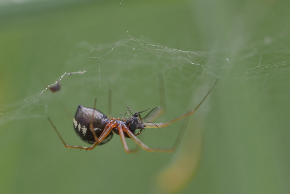 oeps... - Geleedpotigen - kleine heidehangmatspin