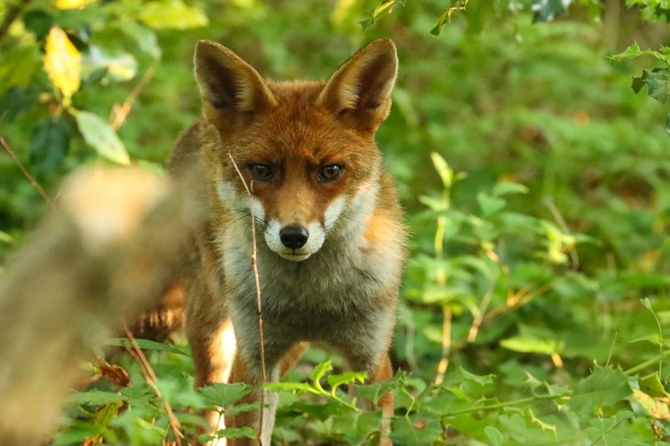 Oog in oog met een vos - Zoogdieren - Vos
