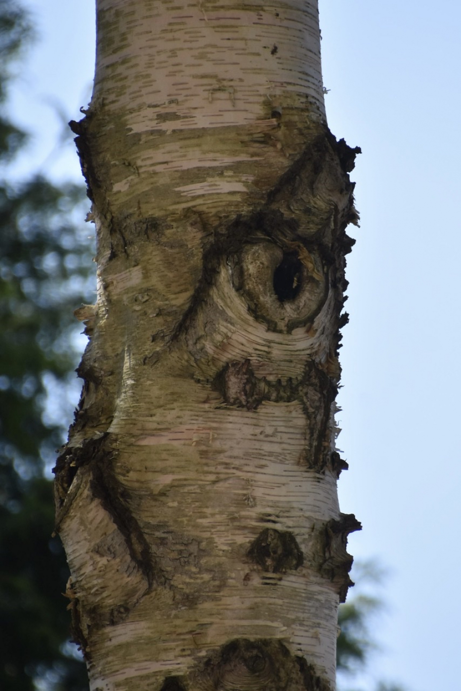 Oog op berk - Planten - 