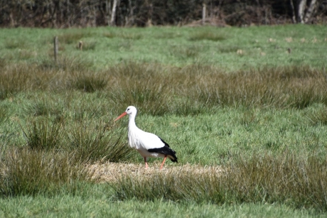 Ooievaar in de uiterwaarden