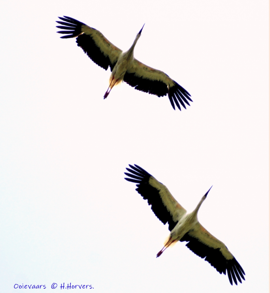 Ooievaars - Vogels - Ooievaars
