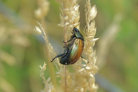 Ook de maand juli heeft zijn eigen kever