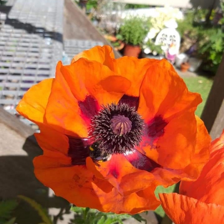 Oranje papaver