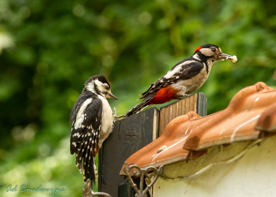 Ouder haalt voedsel voor het jong - Vogels - Grote Bonte Specht