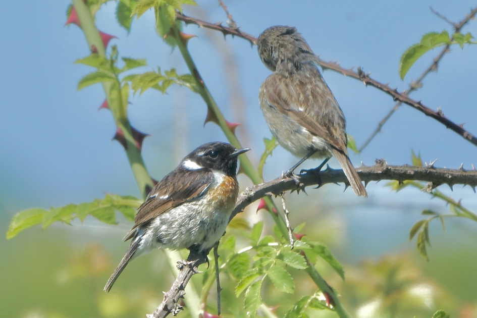 Pa met kroost - Vogels - Roodborsttapuit