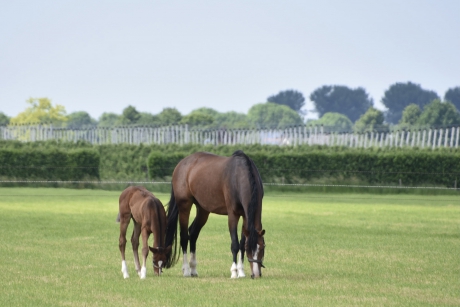 Paard met veulen