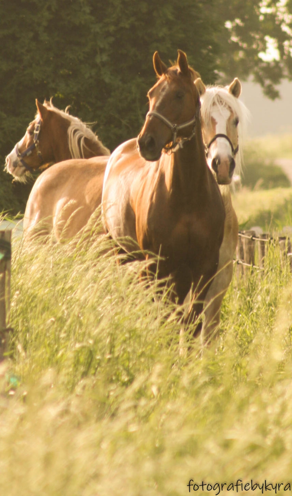 Paarden in natuur! - Zoogdieren - 