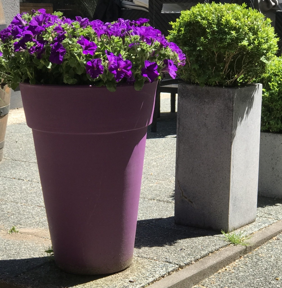 Paarse petunia’s - Planten - 