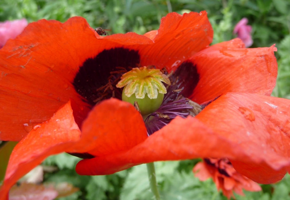 Papaver - Planten - 