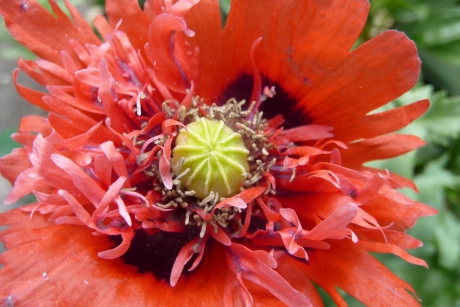 Papaver