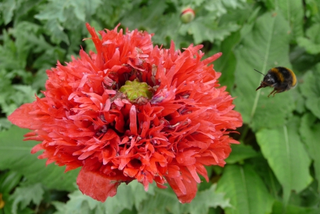 Papaver
