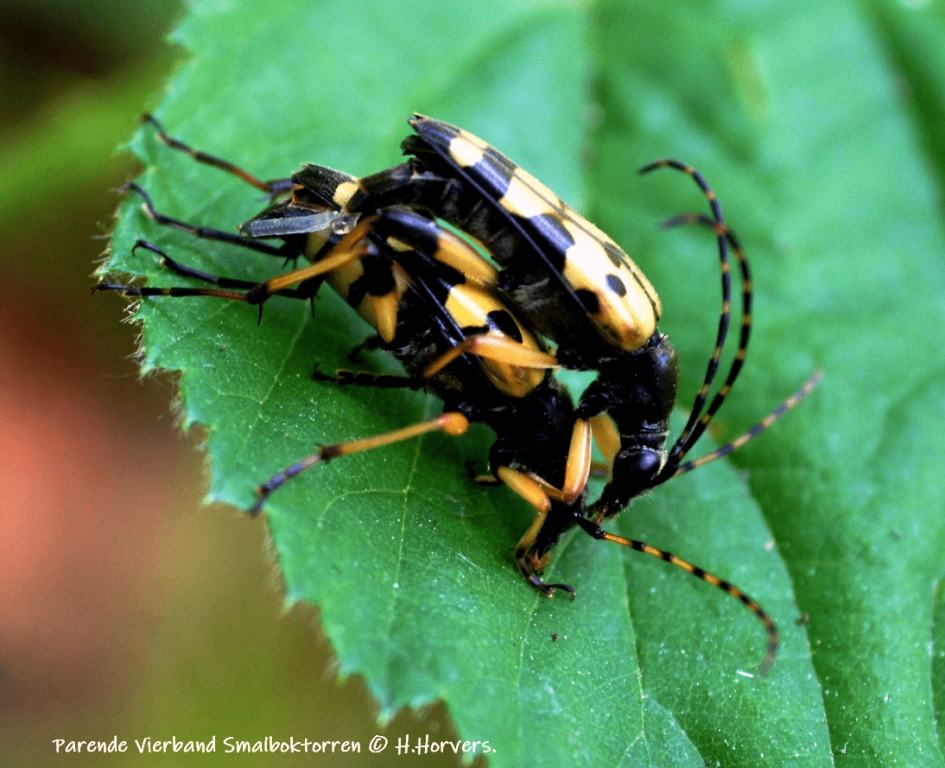 Parende Vierband Smalboktorren. - Geleedpotigen - Vierband Smalboktorren.