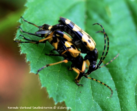 Parende Vierband Smalboktorren.