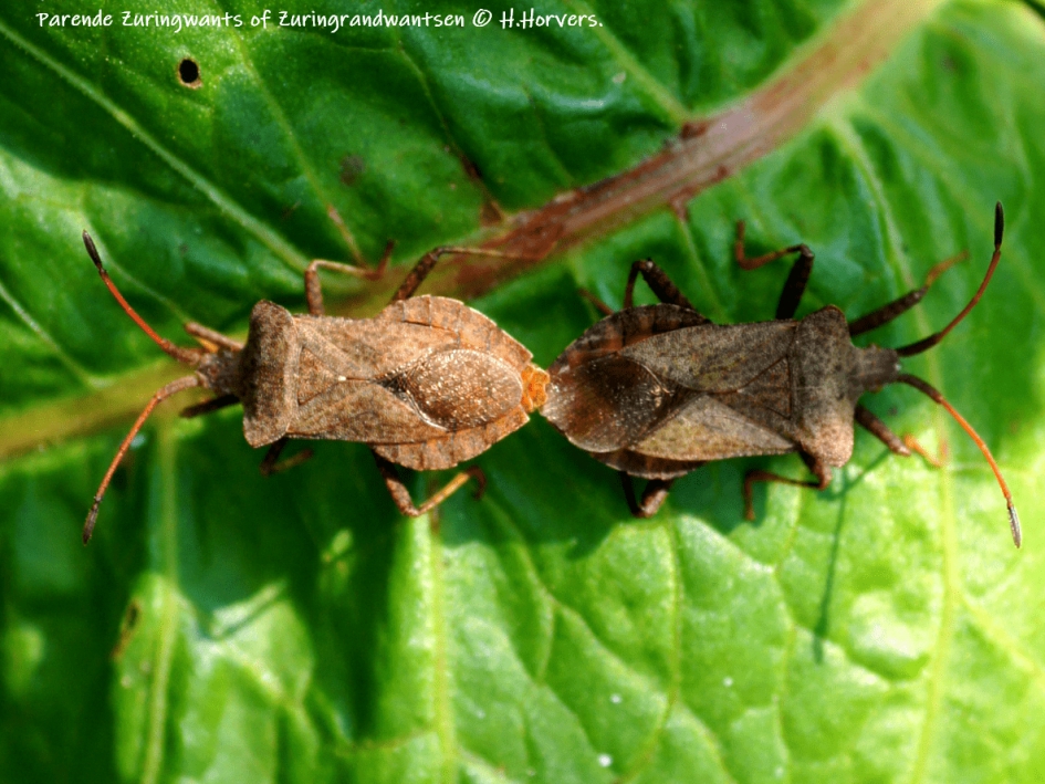 Parende Zuringwants of Zuringrandwantsen - Geleedpotigen - Zuringwants of Zuringrandwantsen