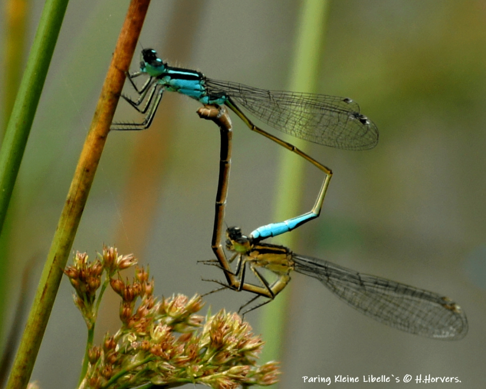 Paring kleine Libelles - Geleedpotigen - Libelle`s