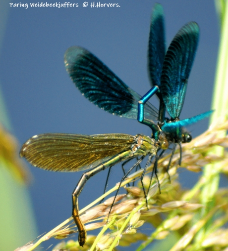 Paring Weidebeekjuffers