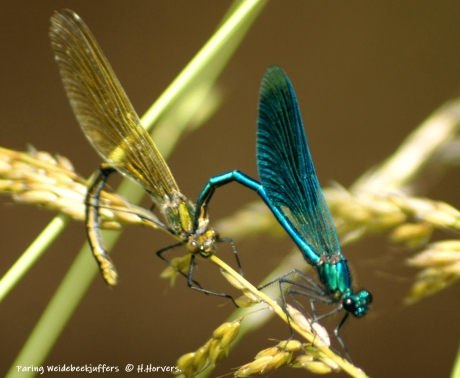 Paring Weidebeekjuffers