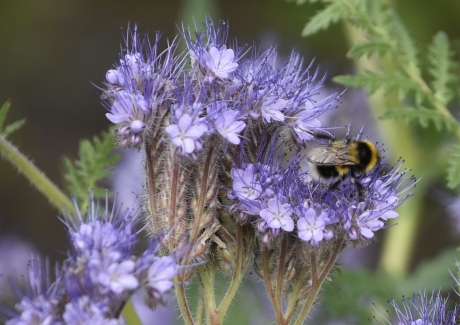 Phacelia met bezoek