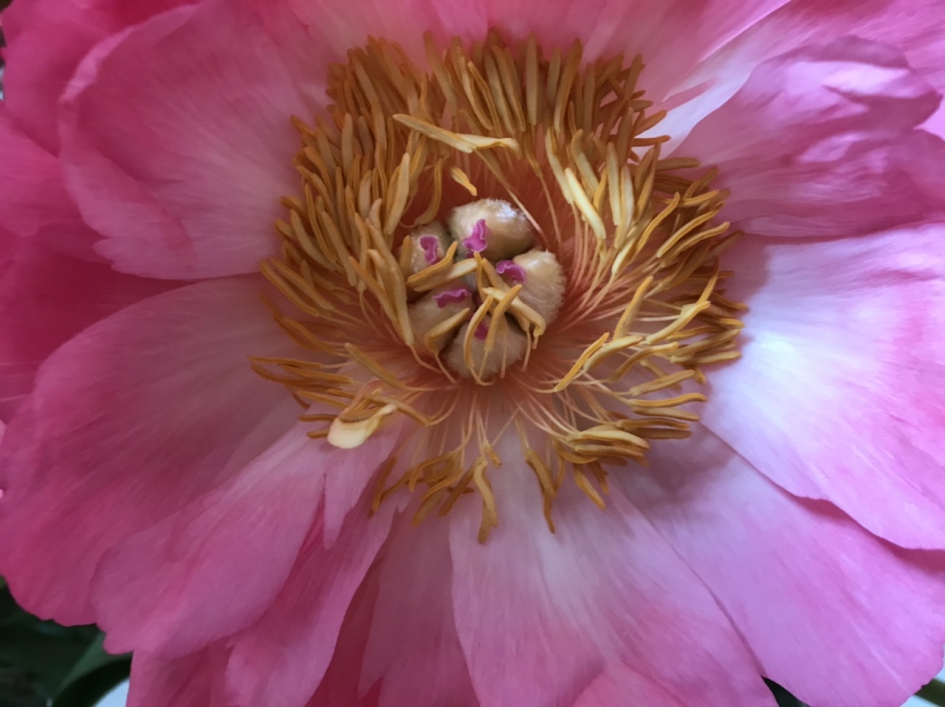 Pioenroos - Planten - 