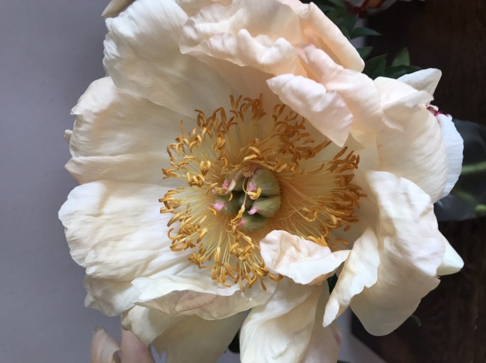 Pioenroos - Planten - 