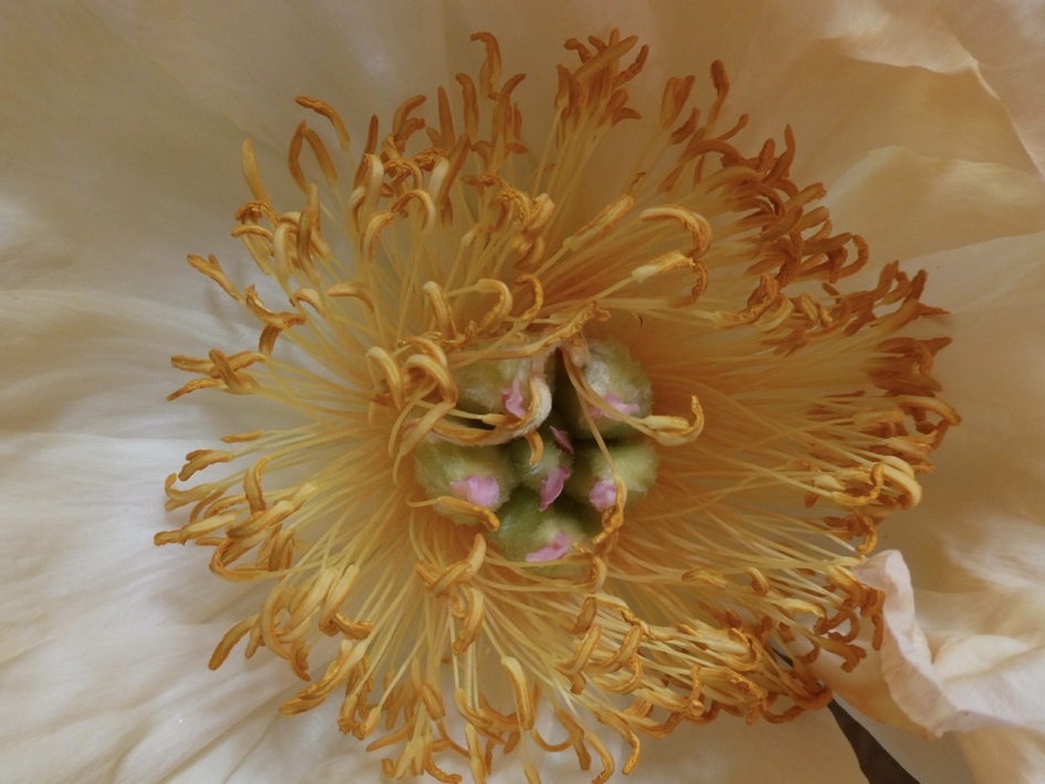 Pioenroos hart! - Planten - 