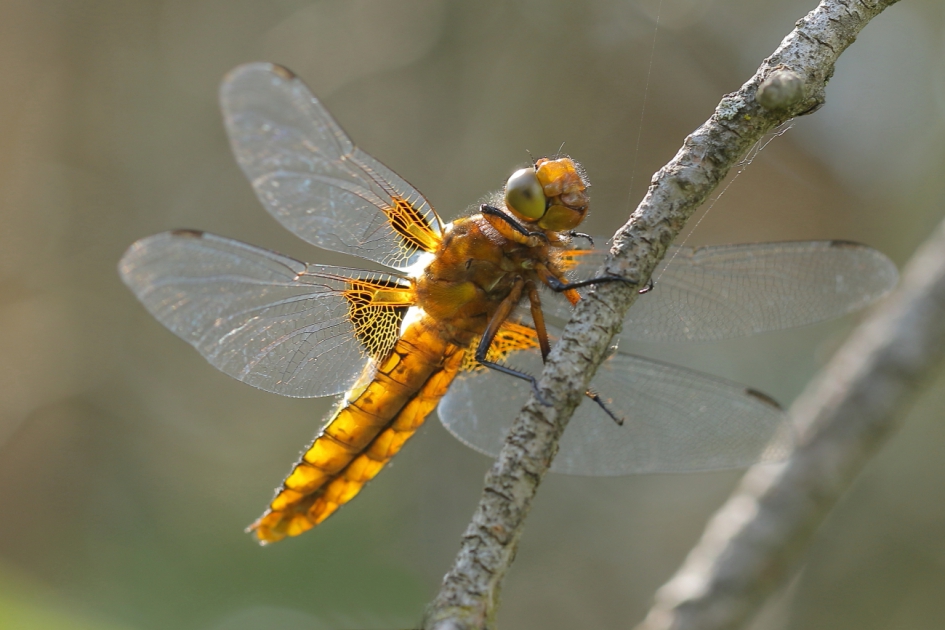 platbuik -v- - Geleedpotigen - platbuik