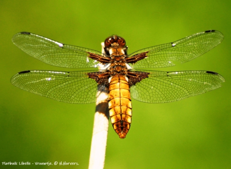 Platbuik Libelle - Vrouwtje.