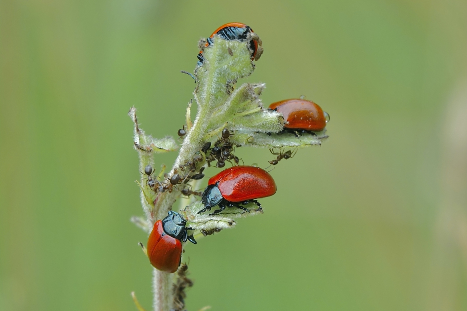 Populier populair - Geleedpotigen - Grote populierenhaan