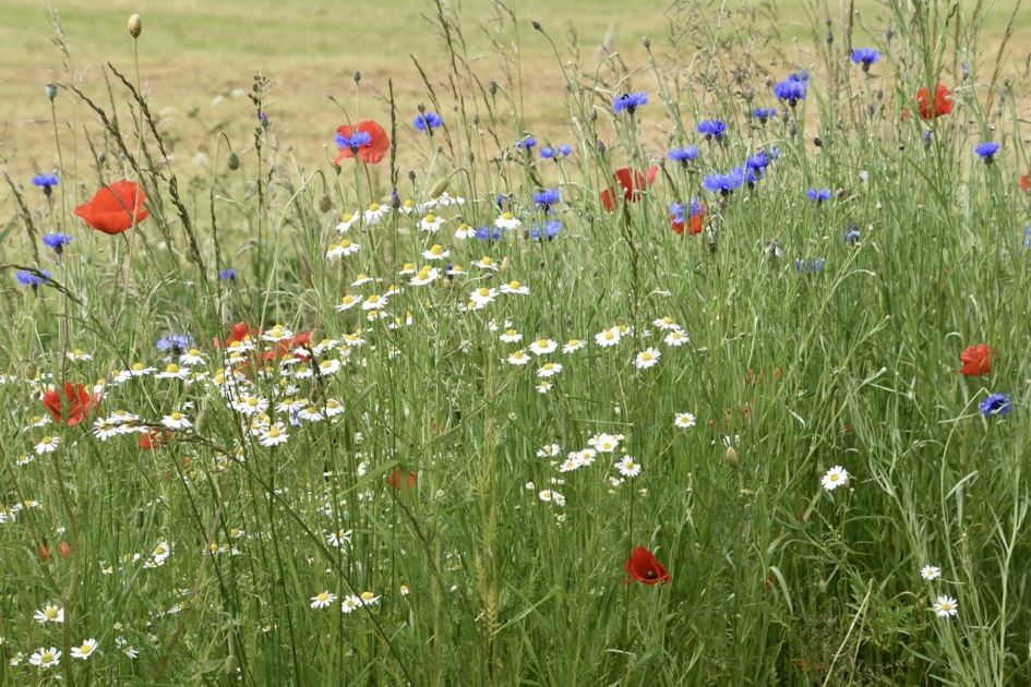 Prachtige bermen - Planten - 