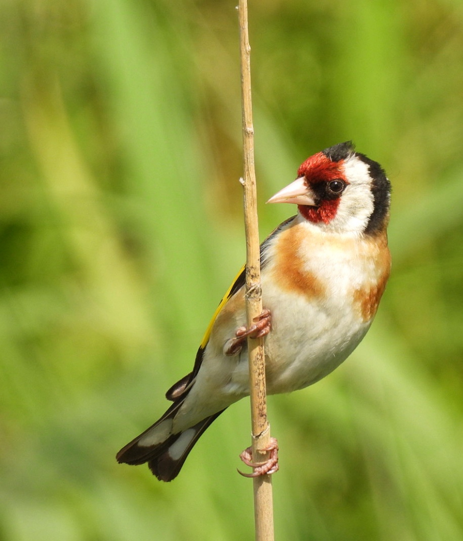 Putter bij Oostvaardersplassen - Vogels - Putter