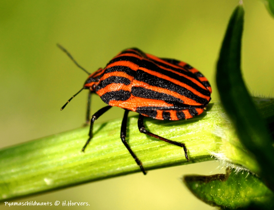 Pyamaschildwants - Geleedpotigen - Pyamaschildwants