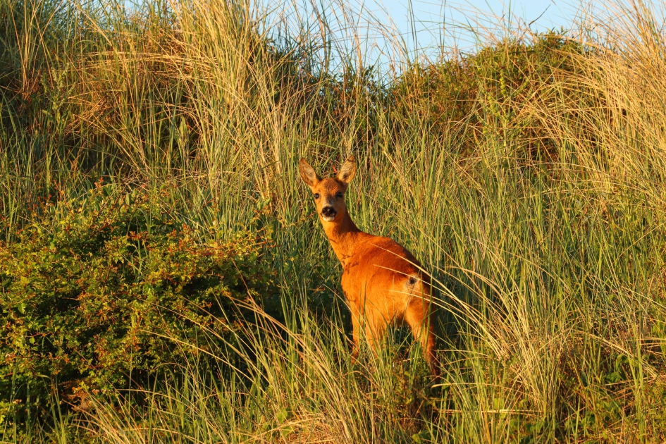 Ree - Zoogdieren - Ree