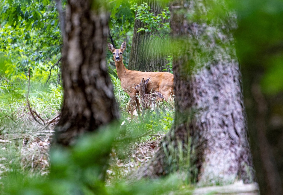 ree met kalfje - Zoogdieren - ree