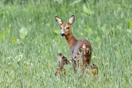 Reegeit met 2 kalfjes