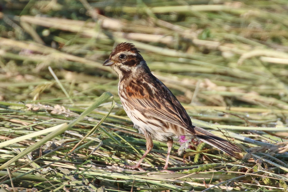 Rietgors vrouwtje - Vogels - 