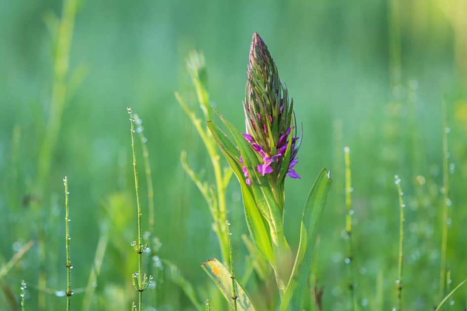 Rietorchis - Planten - Rietorchis